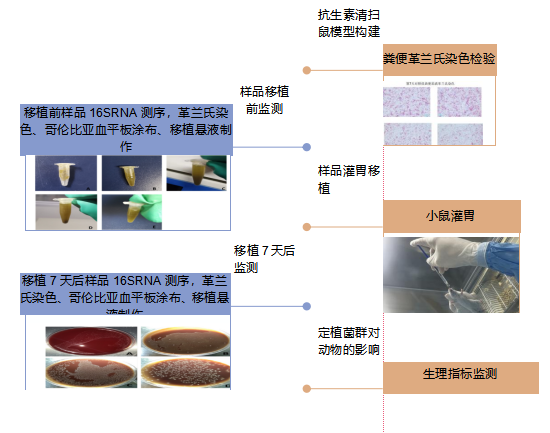 粪菌3.png